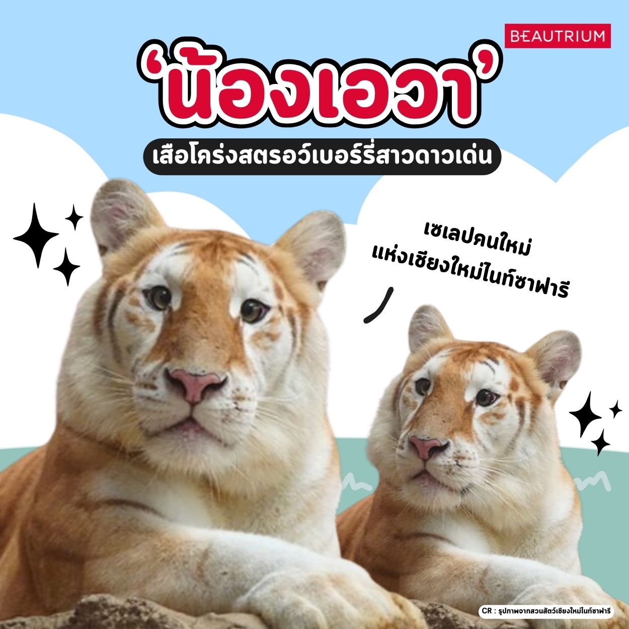 'น้องเอวา' เสื้อโคร่งสตอรวเบอร์รี่สาวดาวเด่น