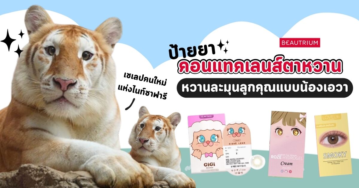 ป้ายยาคอนแทคเลนส์ตาหวานแบบน้องเสือเอวา